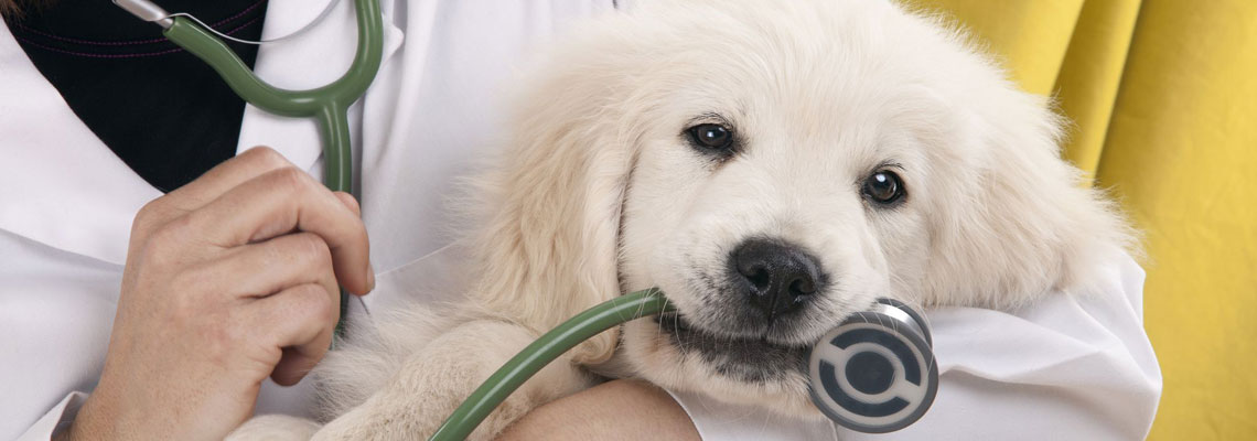 Santé animaux