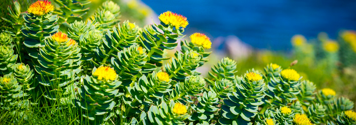 Rhodiola Rosea