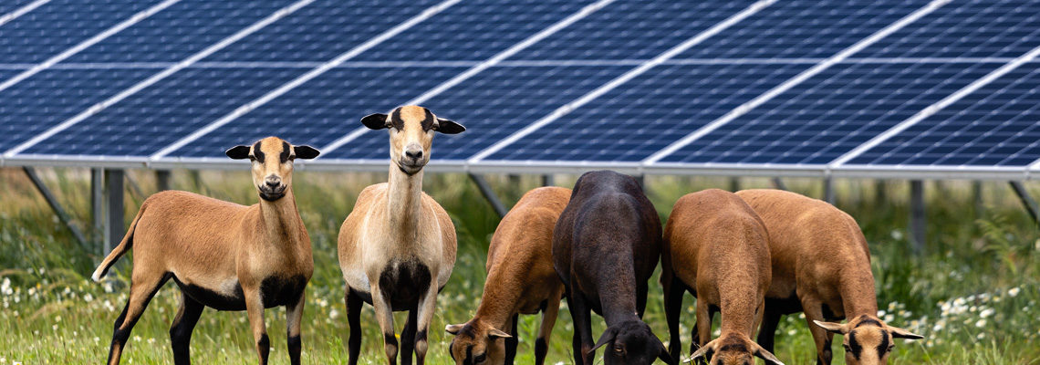 panneaux photovoltaïques